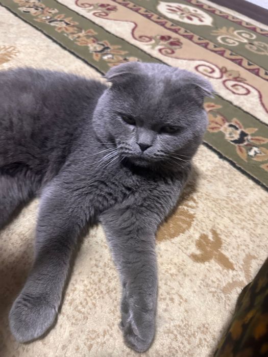 Связка Кошек скотиш фолд