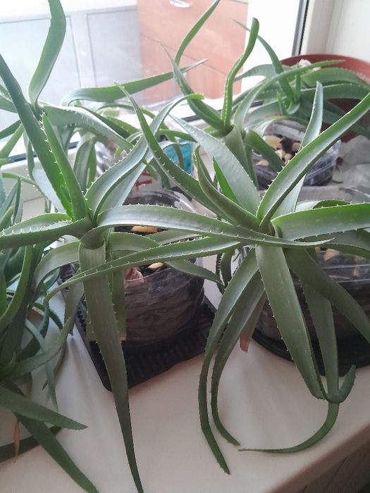 Продам алоэ лечебное