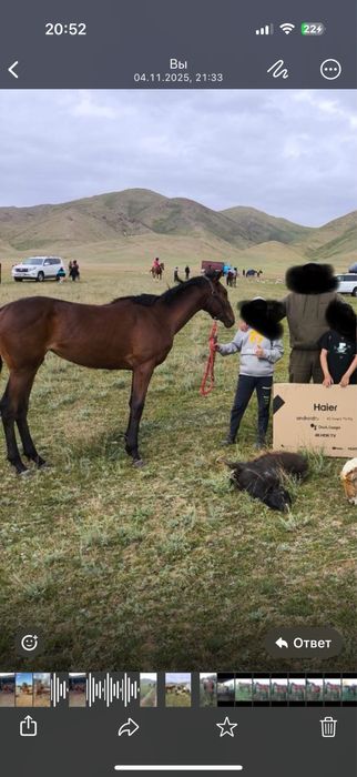 Продам кабылу возрасть 1.5 года