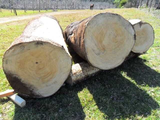 Vand Seminte Paulownia + Afacere + Magazin online