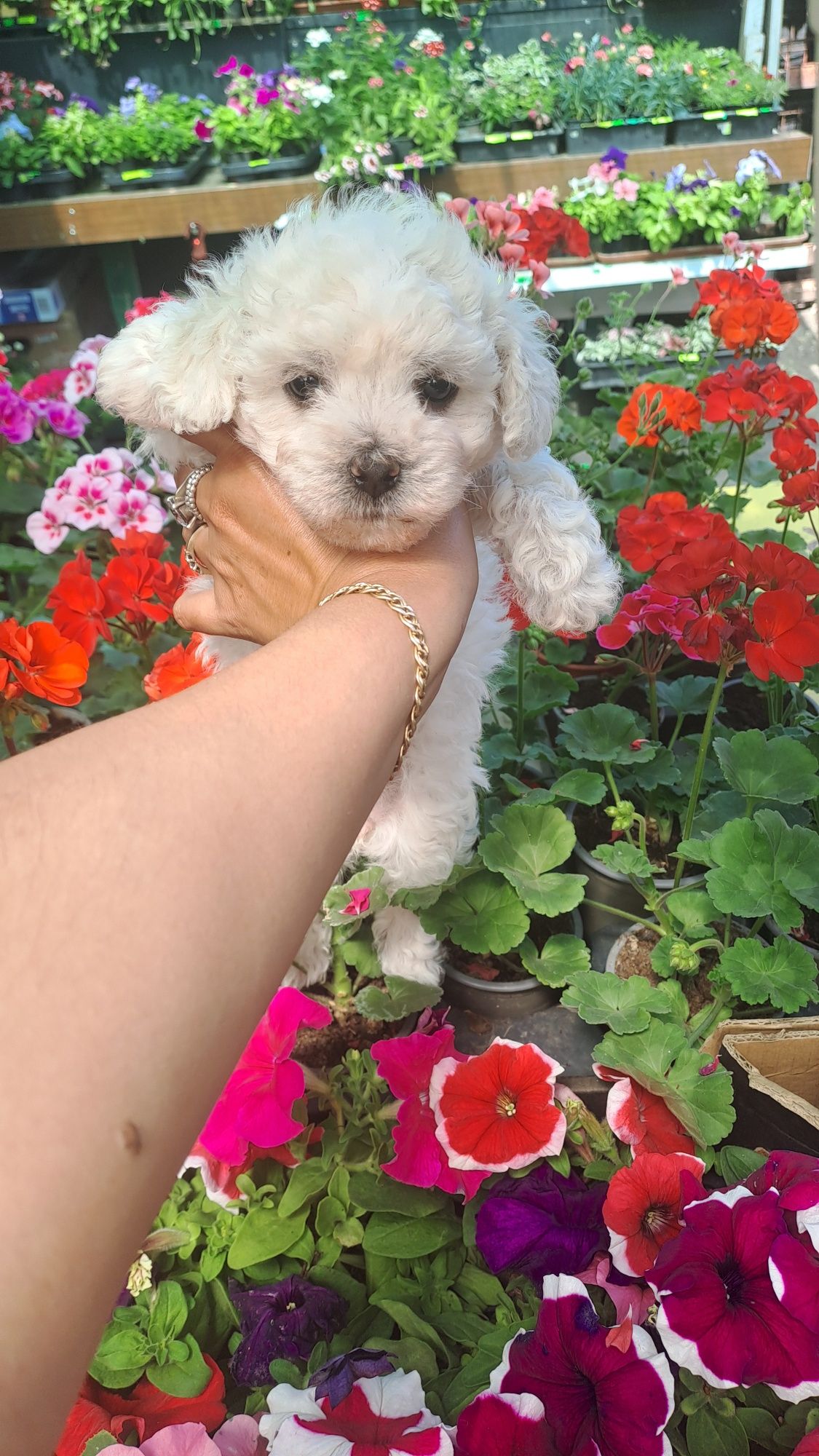 Bichon frise/bolognese nu lasa par,rasa pura