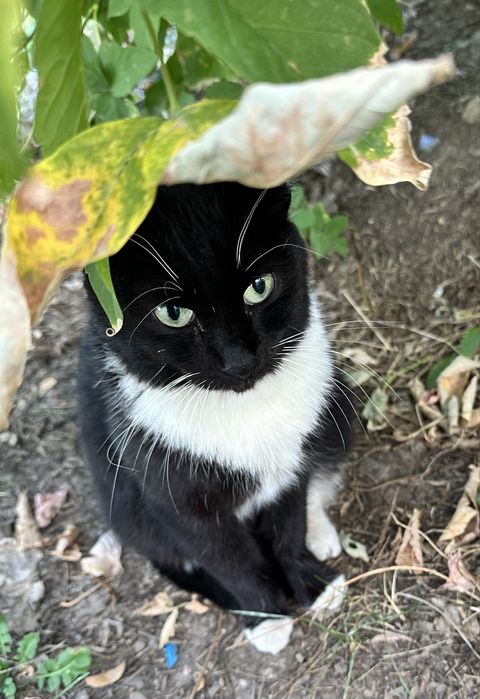 Ищу ответсвенных хозяев для кошечки стерилизованна