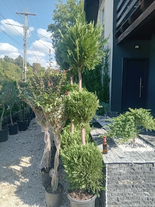 Plante ornamentale decorative
