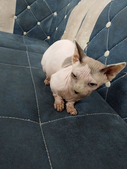 Продается Сфинкс Бамбино