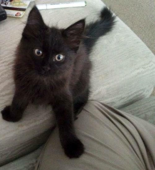 Norvegiana de Padure mascul