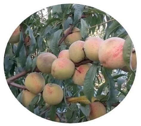 Pomi Fructiferi Stravechi Glia Stramoseasca ( Soiuri de Piersic )