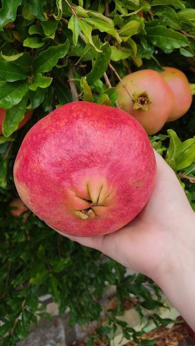 Rodie Acco anul 3 si 4 la ghiveci