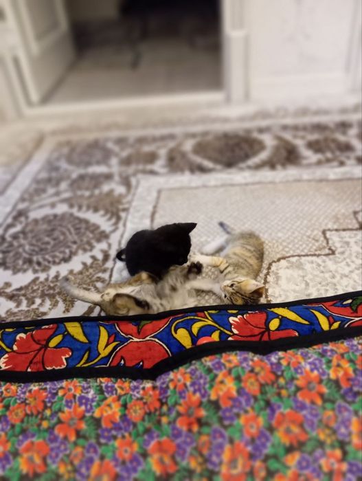 Коши в добрые руки