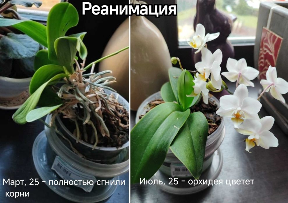 Уход за горшечными растениями, пересадка, озеленение