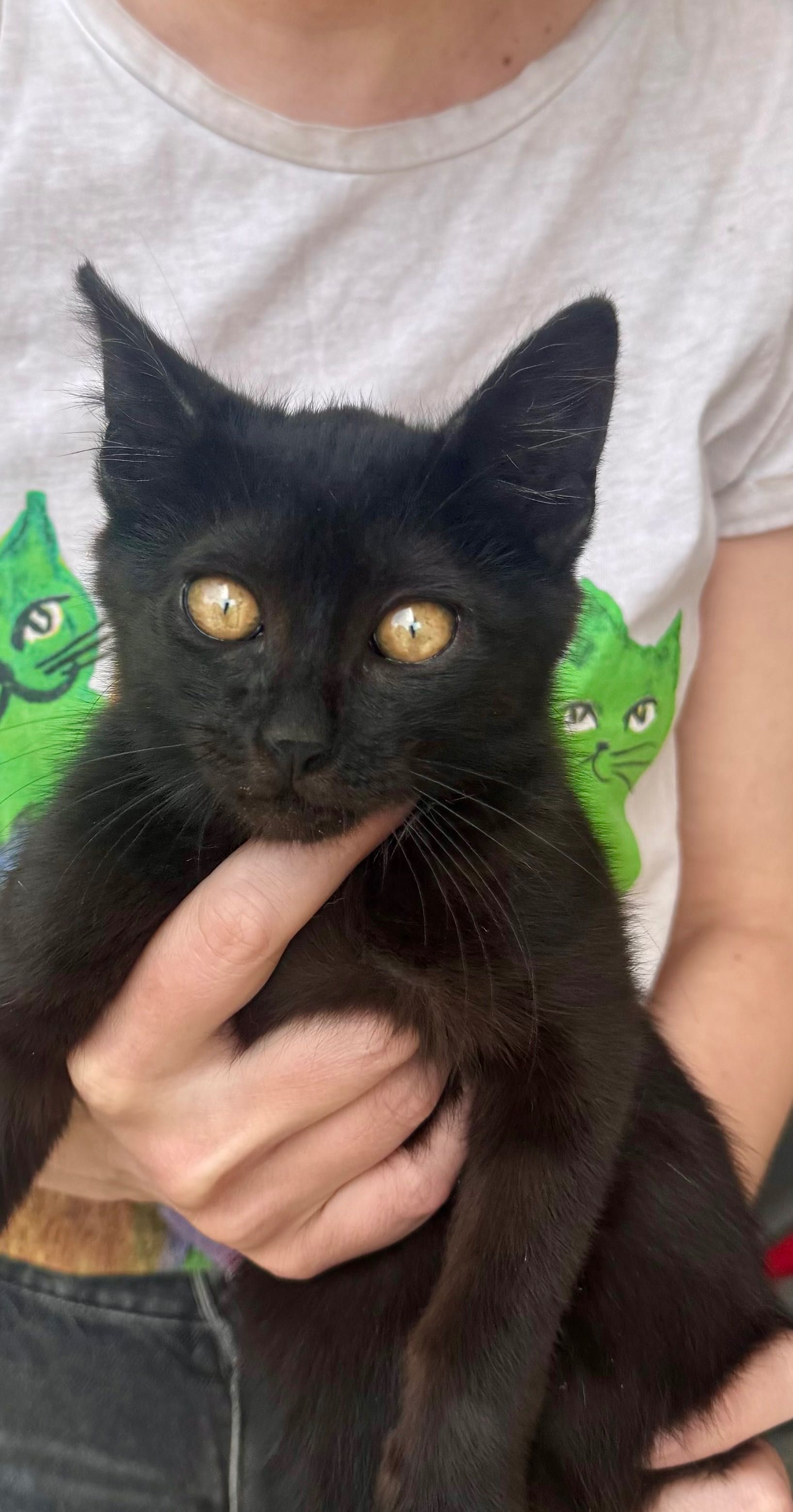 Подарявам коте / котенце