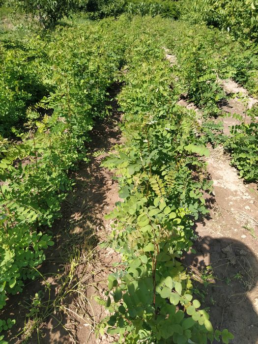 Puieți salcâm anul 1