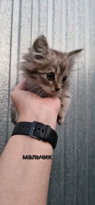 Отдам котят в хорошие руки