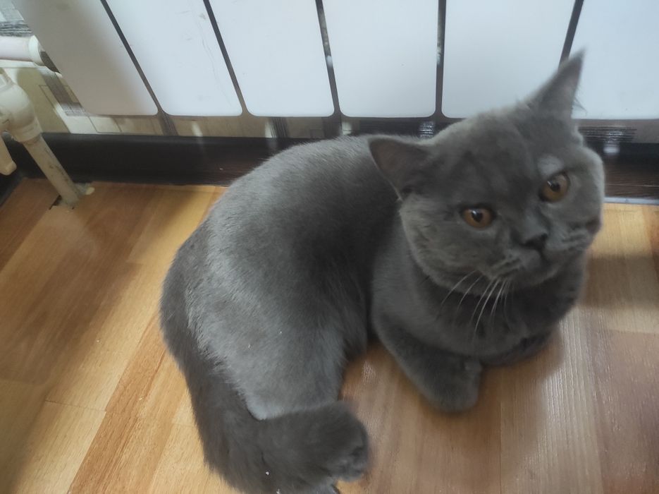 Текинга бераман скоттиш страйт