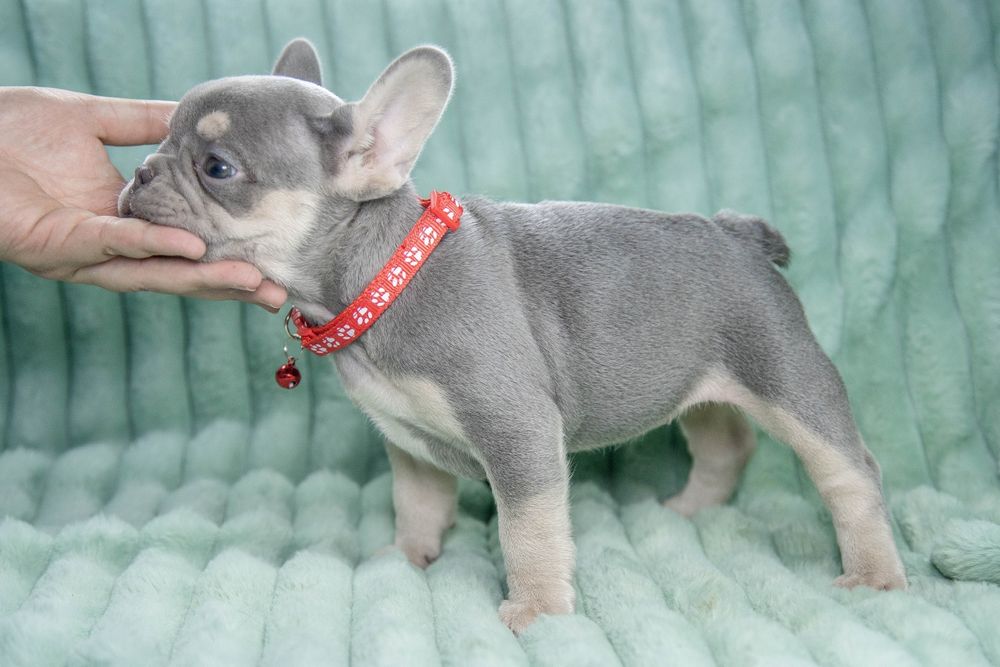 bulldog francez lilac tan