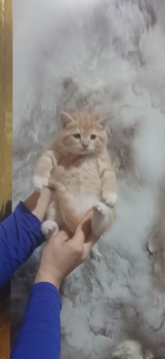 Продаётся котята