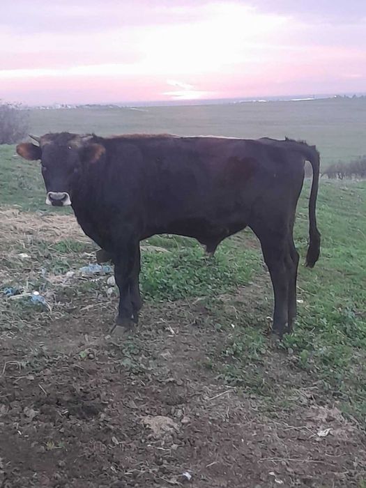 Продавам телета,мъжки и женски от 150до250кг