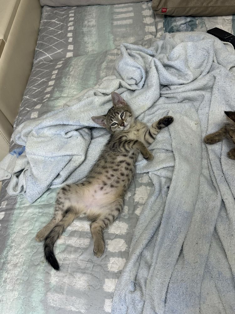 Отдам котят в добрые любящие руки