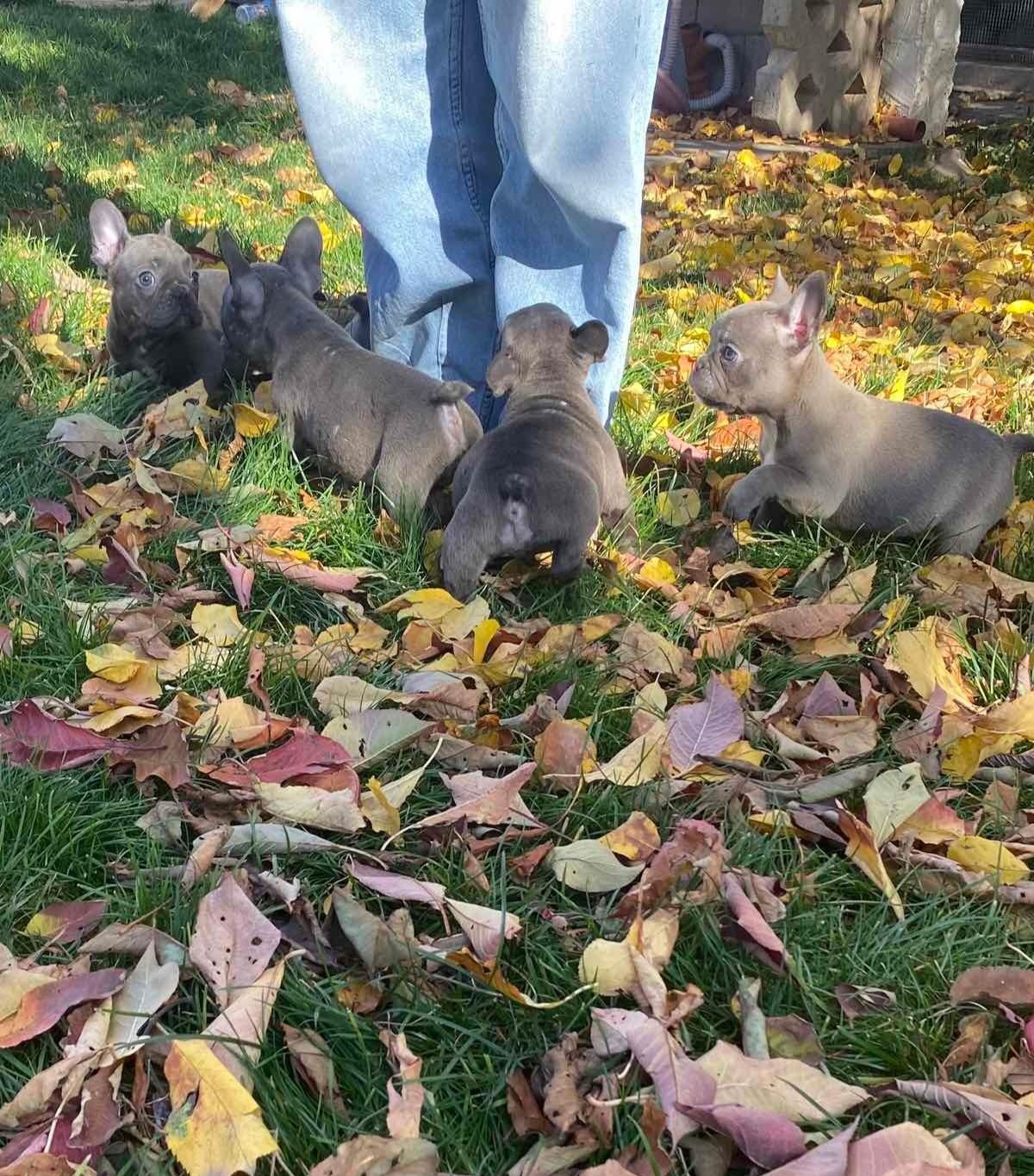 Син Френски булдог Blue French bulldog
