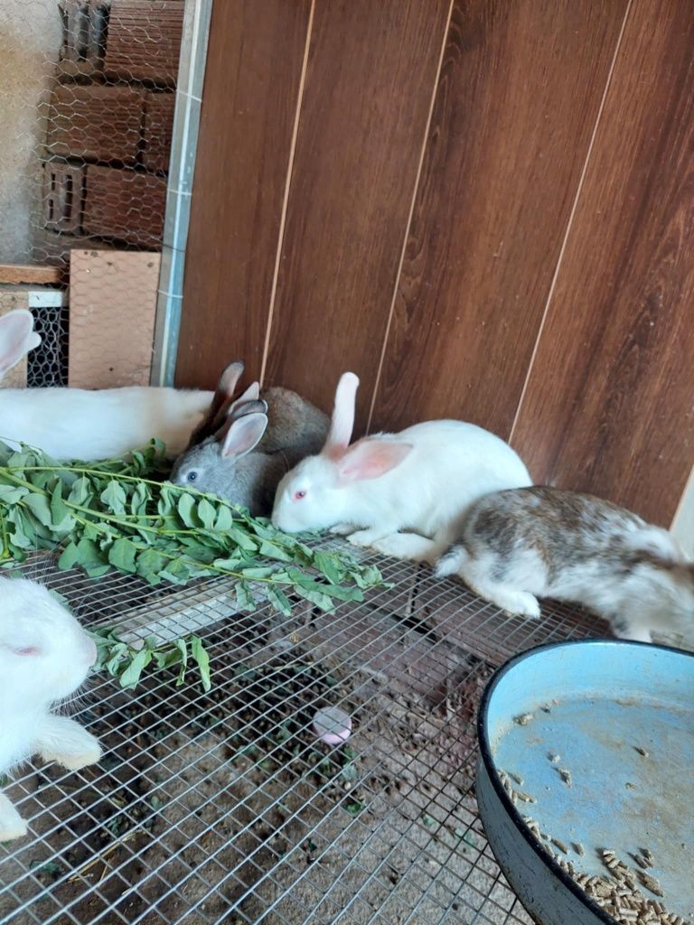 Малки зайчетата на 4м