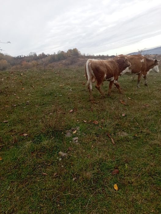 Vând 4 tăurași i și o vițică