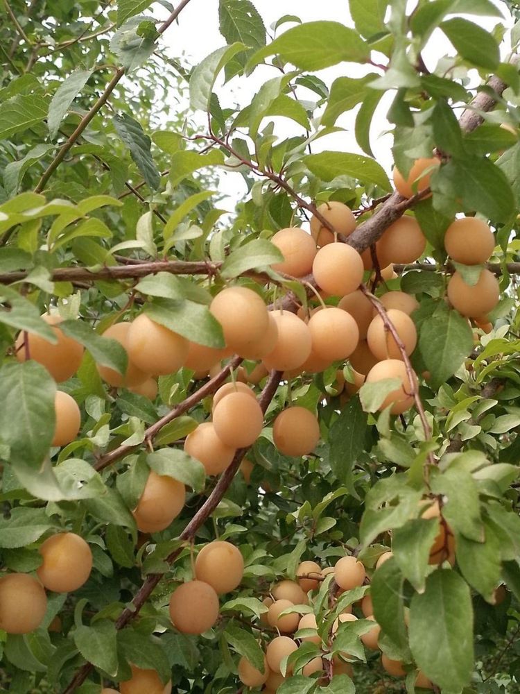 Продам Алычу разного сорта в отличном качестве