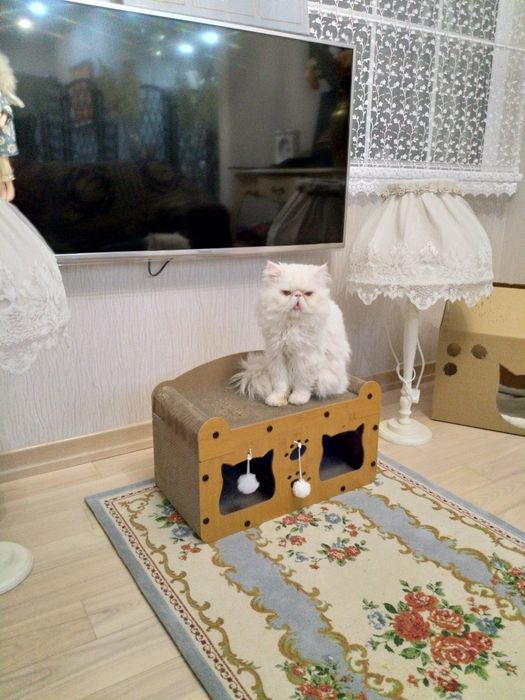 Домик для кота, и прессованного картона