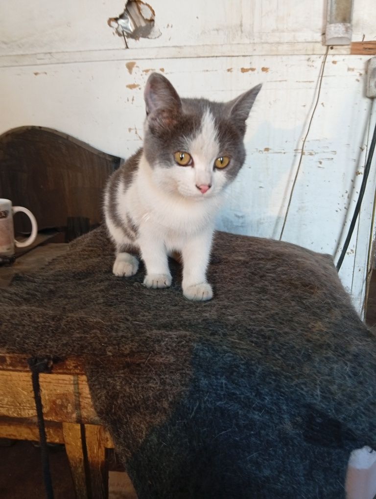 Котята ищут дом и добрых хозяев
