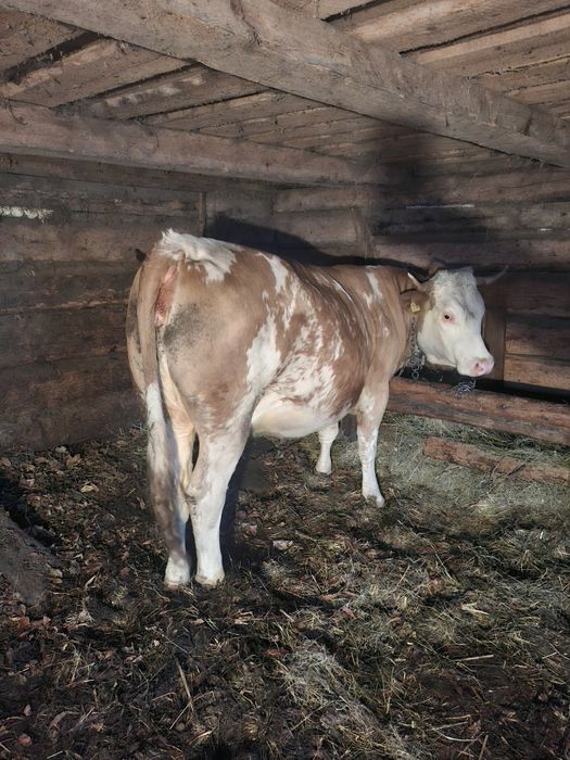 Vand juninca baltata romaneasca