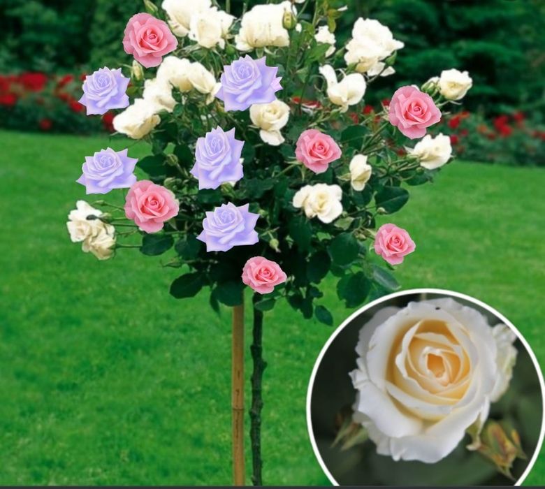 Trandafiri Pomisori În 3 Culori