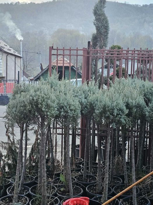 Amenajări exterioare complete – plante, gazon și montaj profesionist