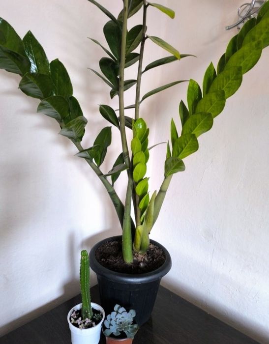 Отдам цветок бесплатно