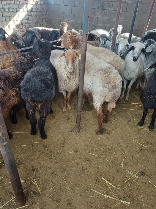 Семиз кой токты сатылады