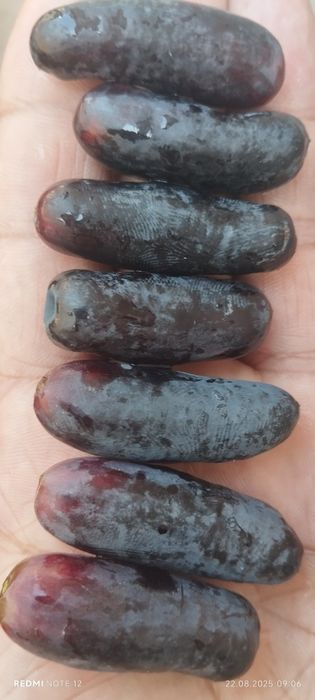 Узум кучатлари таер пайванд килинган