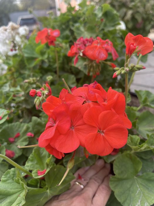 продам герань разных видов