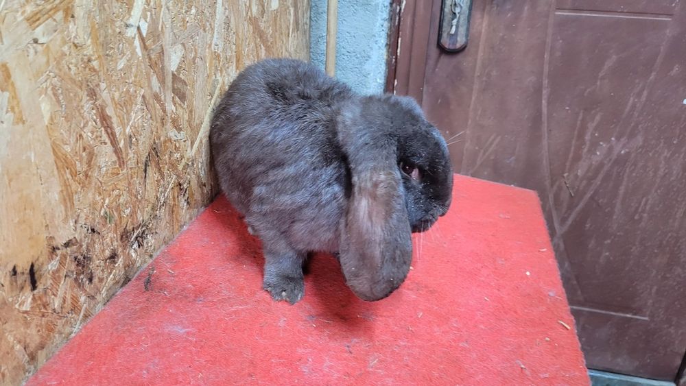 Iepuri berbec german