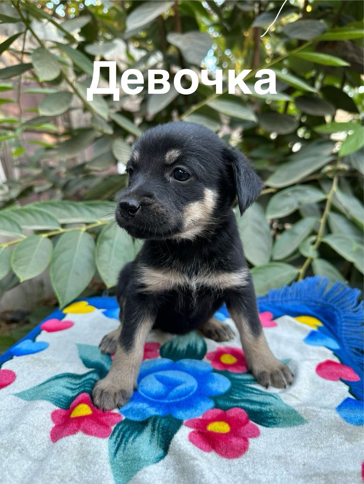 Отдадим щенков в добрые руки