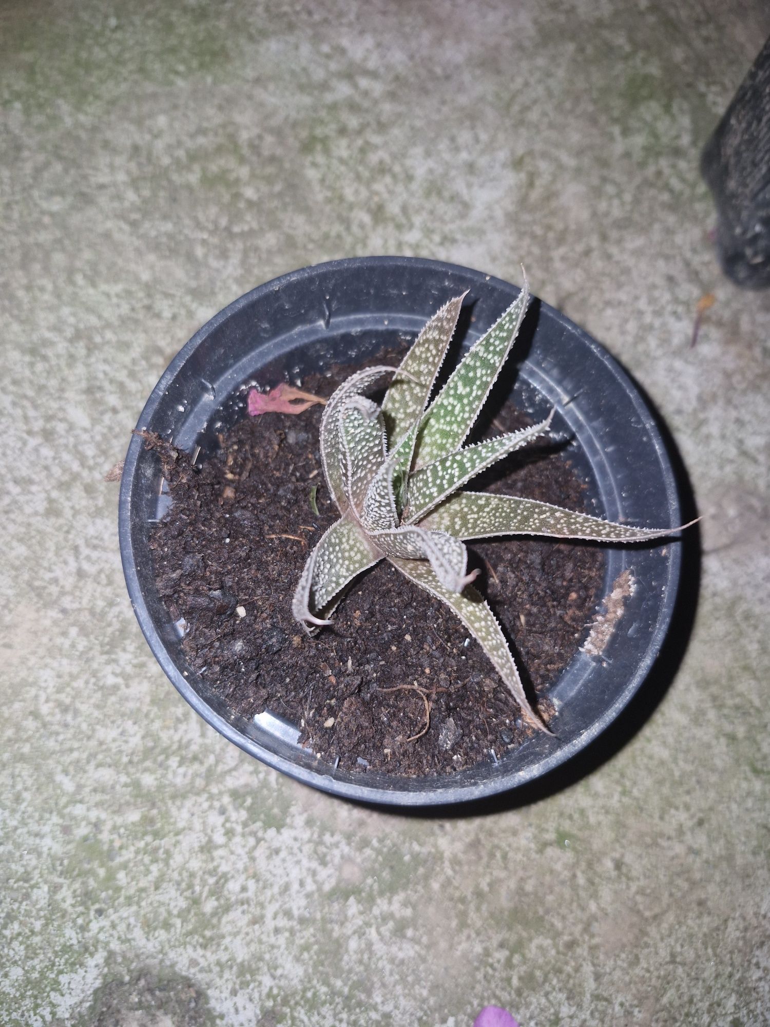 Plante de vânzare