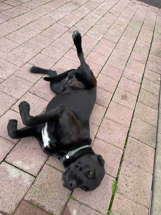 Куче Чейс си търси дом