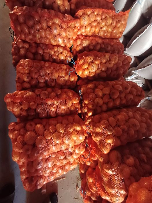 Vând ceapă plata bio