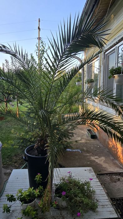 Palmieri ,lada 3 sertare,tub co2,program cafenea