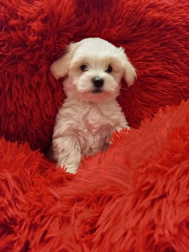 Pui bichon maltez