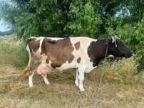 Vaca de vanzare