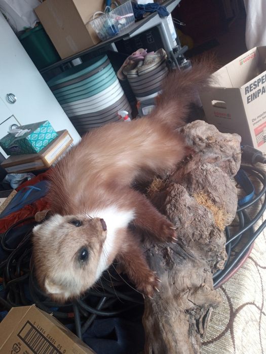 vând păsări împăiate