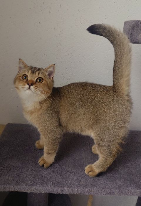 Pisică british shorthair cu pedigree