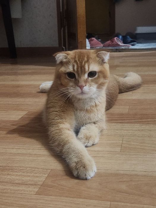 Прадажа кошка С. Фолд