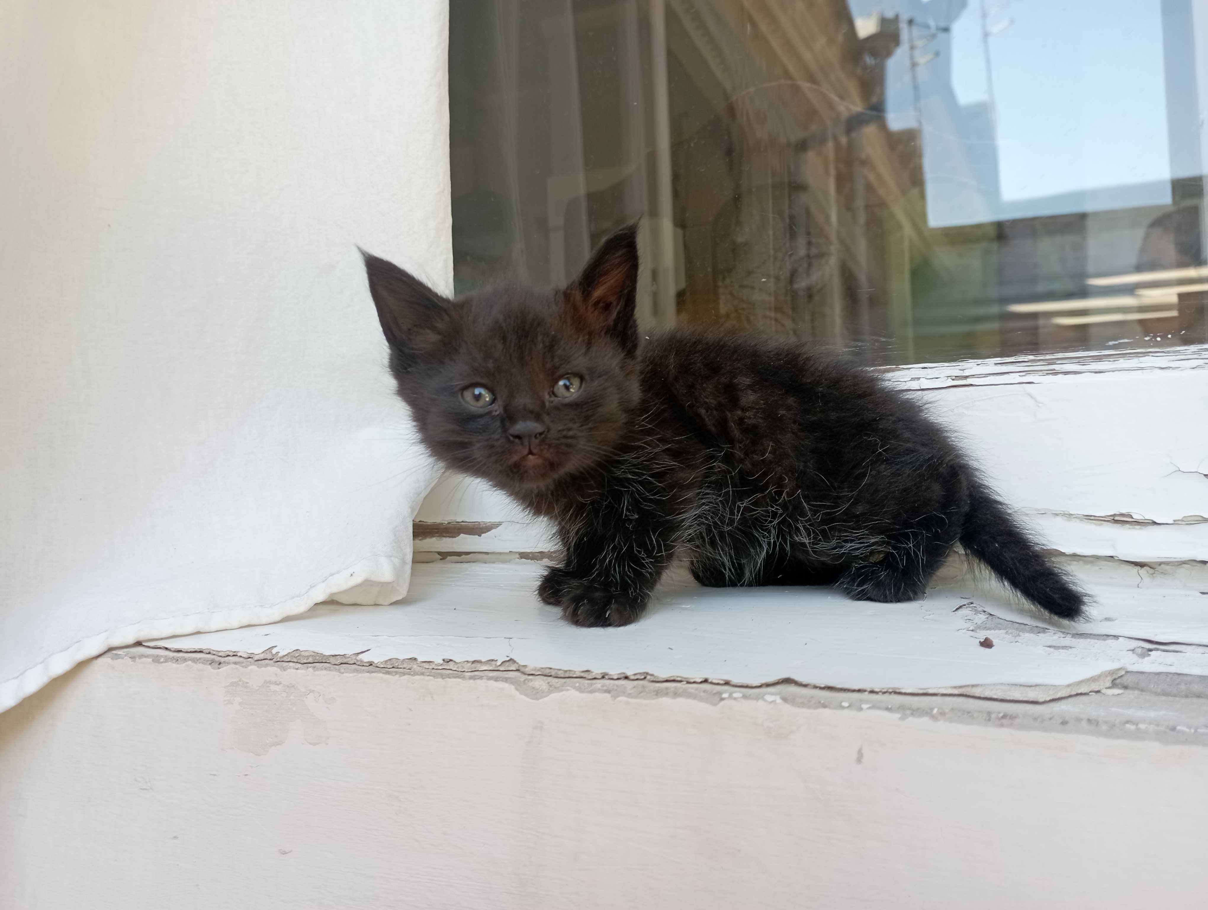 Отдам котят даром