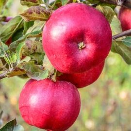 Pomi Fructiferi deosebiti  mar aroma de zmeura