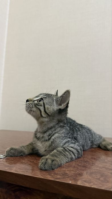 Кучли мушукча. Сильный котенок. ТЕО
