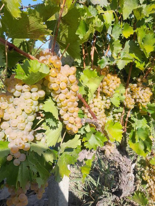 Продавам бяло грозде за вино и ракия