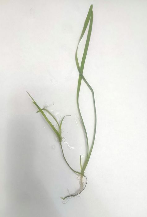 Продам растение(водоросли)